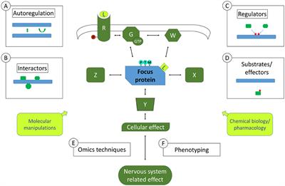 Specialty Grand Challenge for Molecular Signalling and Pathways in Molecular Neuroscience